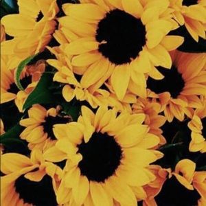 Meet your Posher, Abby